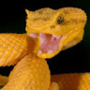 Meet your Posher, Dennis